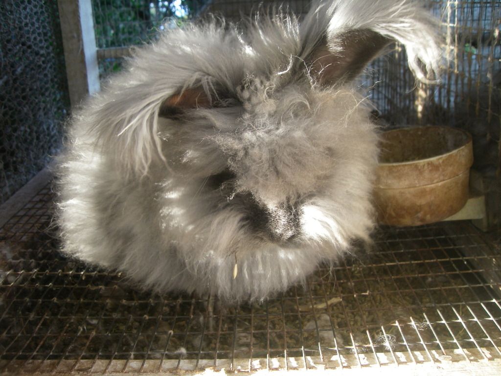 Pictures of Bunnies and Things Hillside Farm Hawaii